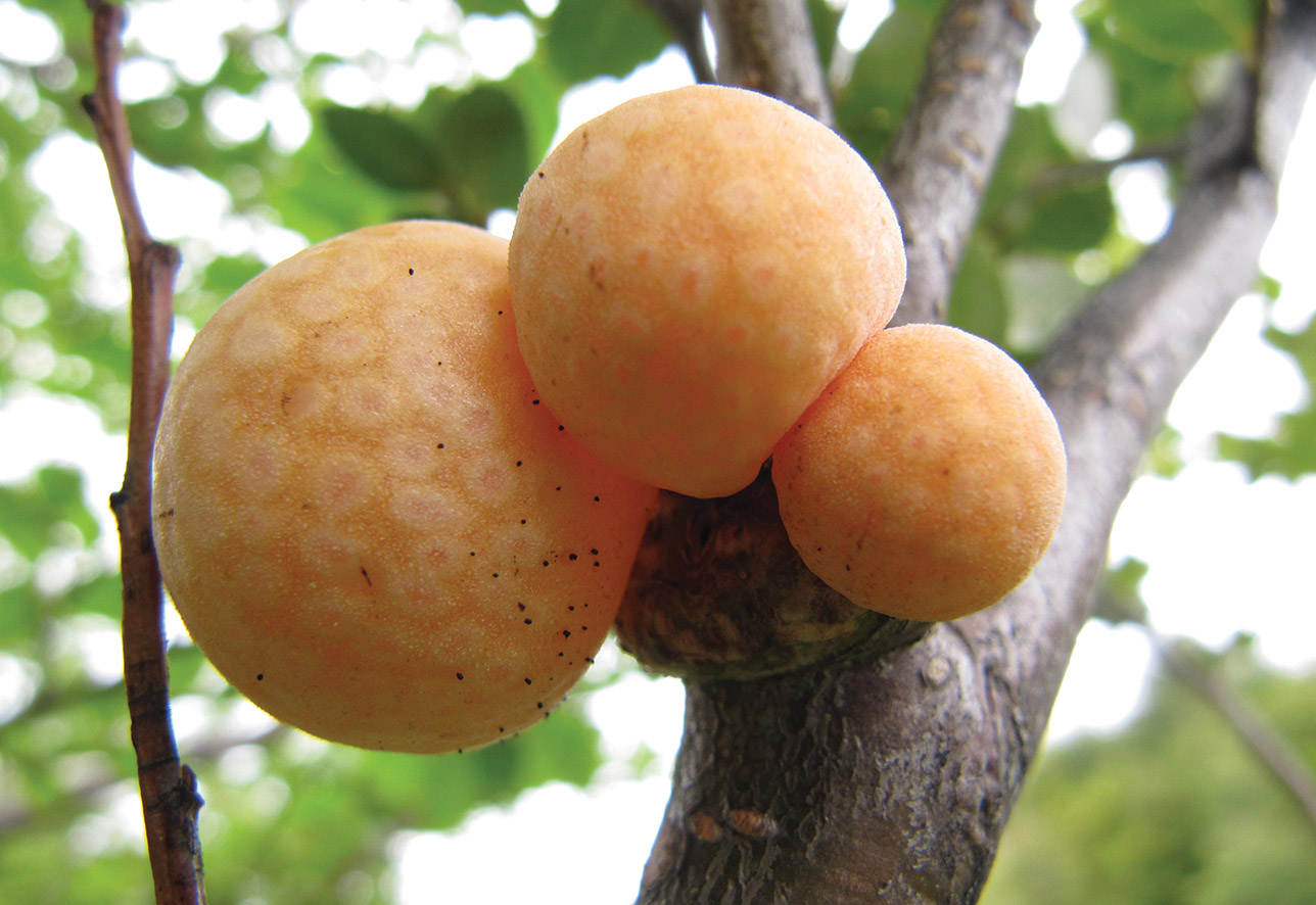 The globular orange llao llao fungus grows on deciduous beech trees in Patagonia.