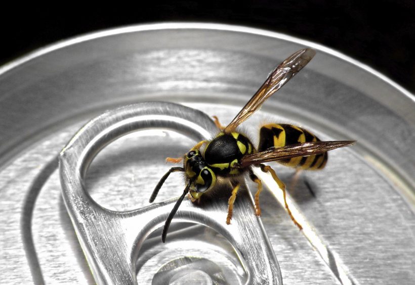 Were Wasps The Catalysts For New Beer Yeast Strains Beeradvocate