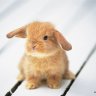 bunneh0130