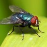 flyminute