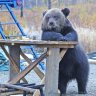 Craft_Bear