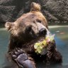 Bear_Lawyer