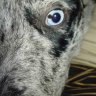 Devileyedog