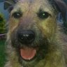 The_Bujon