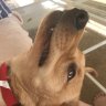 CobDog92