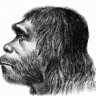 Beer-Neanderthal