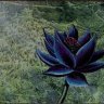 BarrelAged_Lotus91