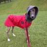 greythound