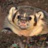 SkepticBadger
