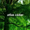 atlascedar