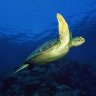 TurtleKellie