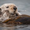 Maris_Otter