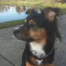 bamadog