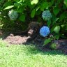 halfshell