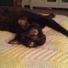 mycatsissy