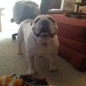 Hopbully