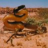 InlandTaipan