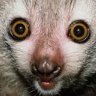 LemurNation