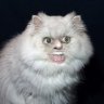 fredthecat