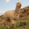 alpaca