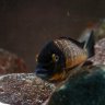 fishhguy