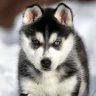 leaddog