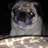PugsandBeer