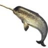 CetaceanSpecialist