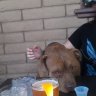hophound