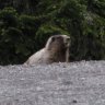 thehoarymarmot