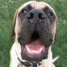 HoppyMastiff