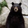 bumpbear