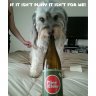 Foggy_Memories_Beer