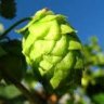 Frost-Mountain-Brew