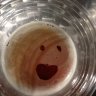 PintSizedLover