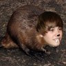 beaverapproved