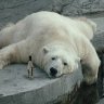 BearslikeBeers