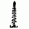 Blackspruce