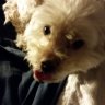 Sherwooddoggie