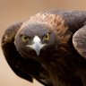 GeauxldenEagle