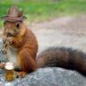 BeerSquirrel