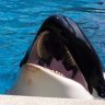 shamuthekillerWHALEZ