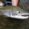 Beer_and_Trout