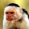 HumbleMonkey