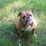 BigMurph
