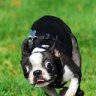 UpDog