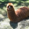 Anthou