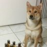 BrujoBlood