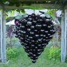 Beerenauslese