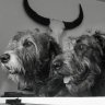 madtownwolfhounds